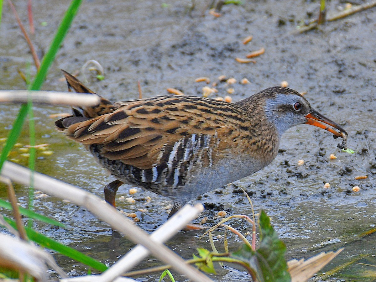 רלית מזרחית - ML646670233