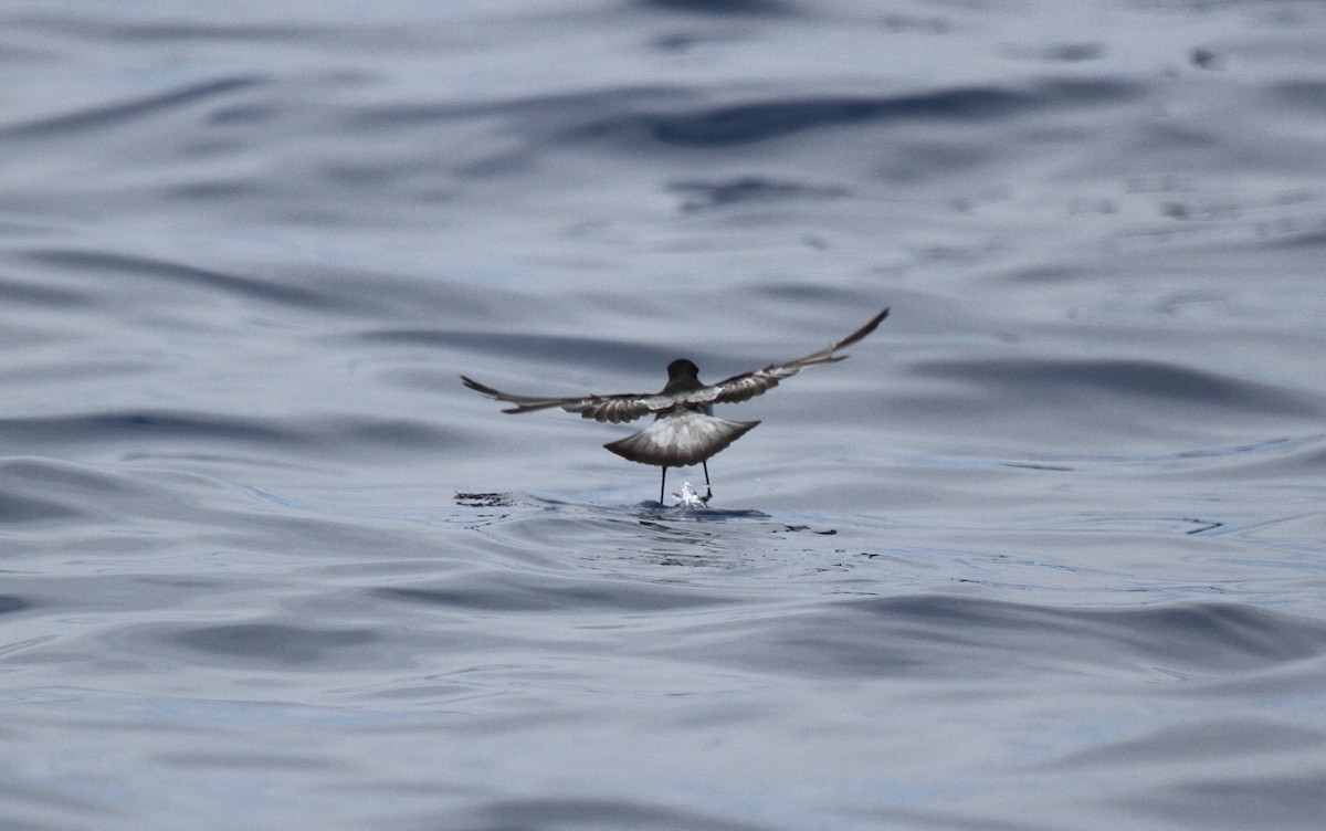 Gray-backed Storm-Petrel - ML646670234