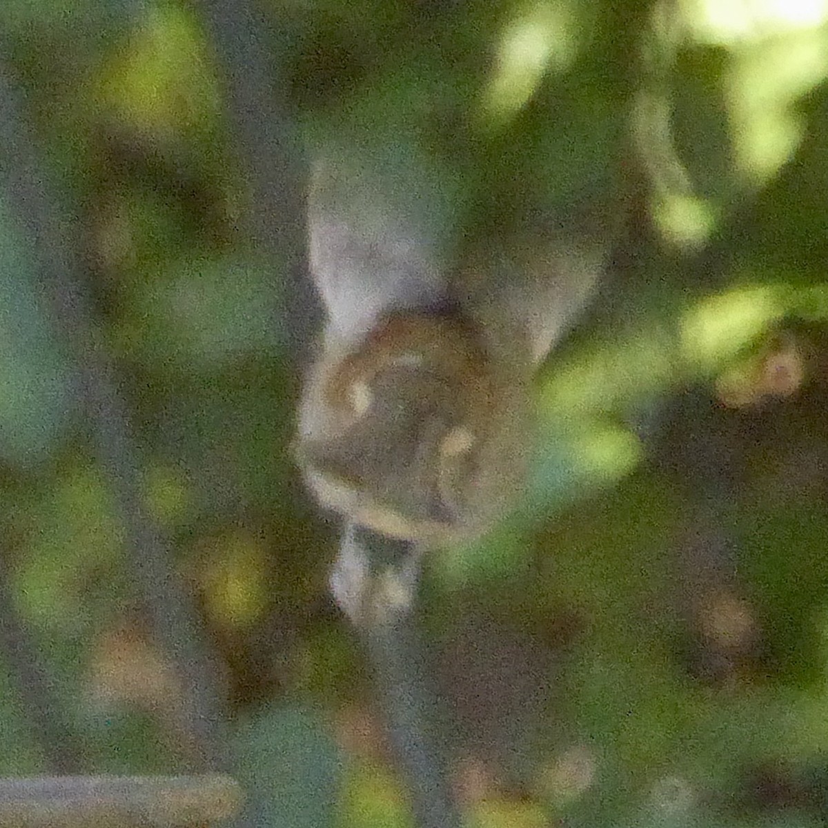 Chestnut-backed Chickadee - ML646670235