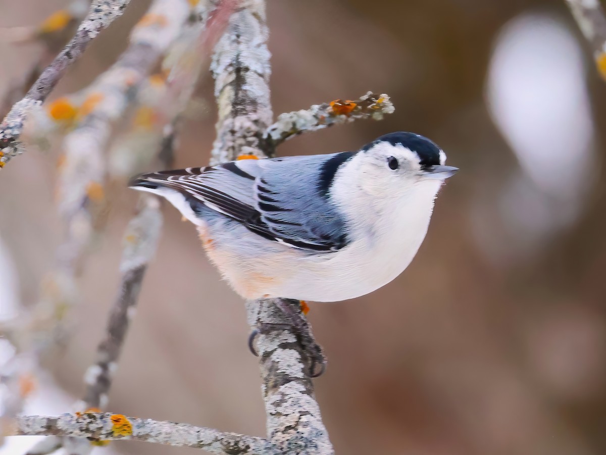White-breasted Nuthatch - ML646670236