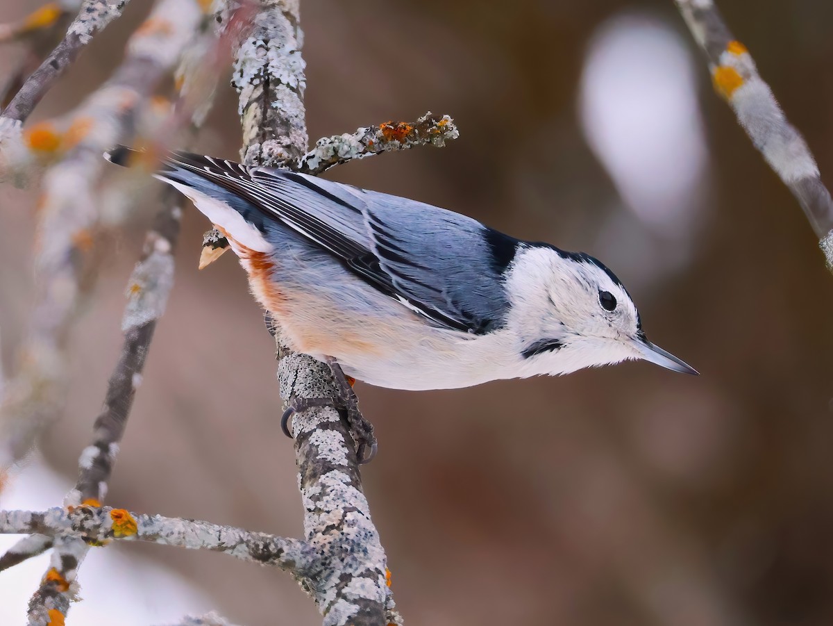 White-breasted Nuthatch - ML646670237
