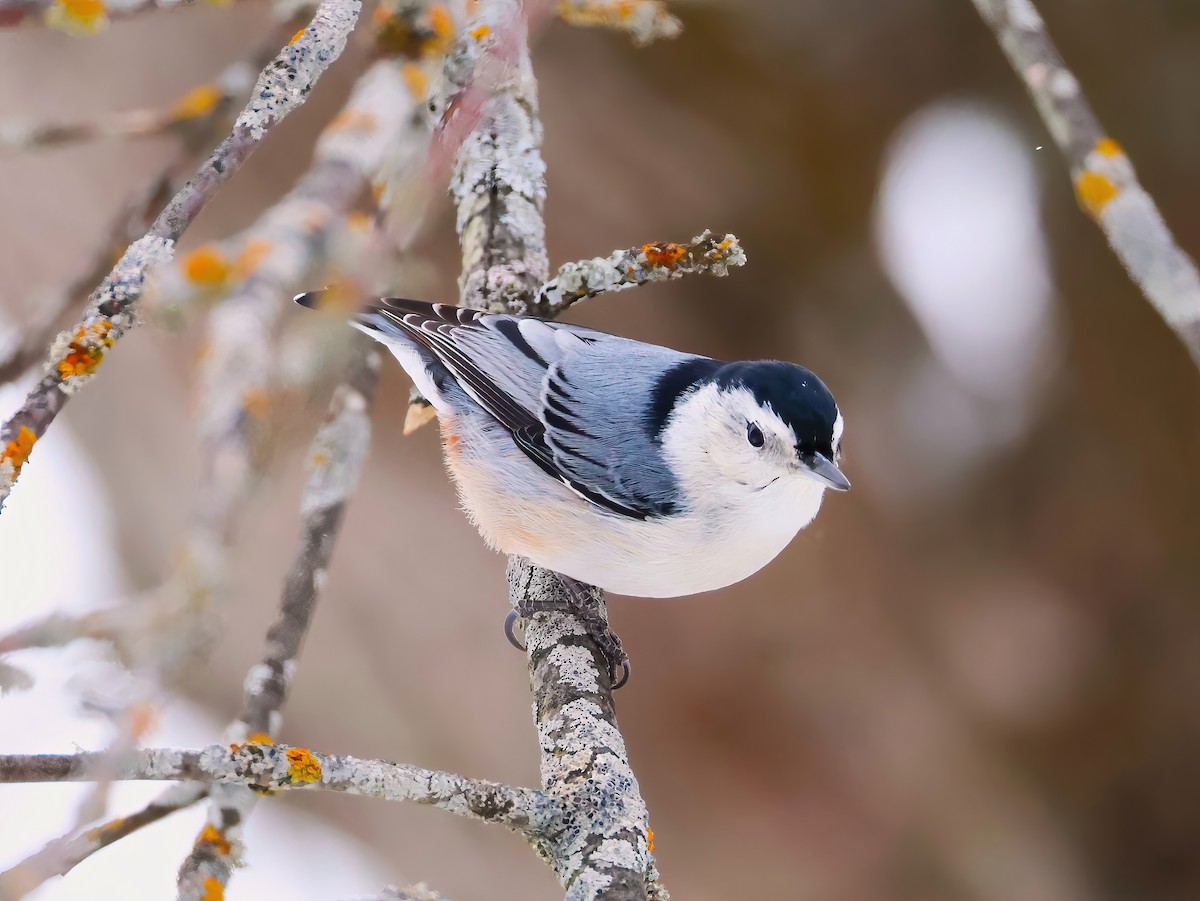 White-breasted Nuthatch - ML646670238