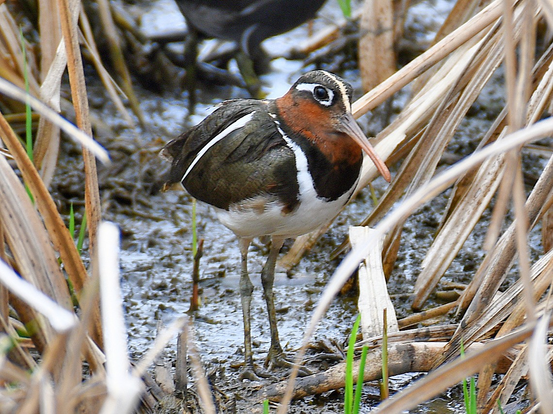 חרטומית בנגלית - ML646670239