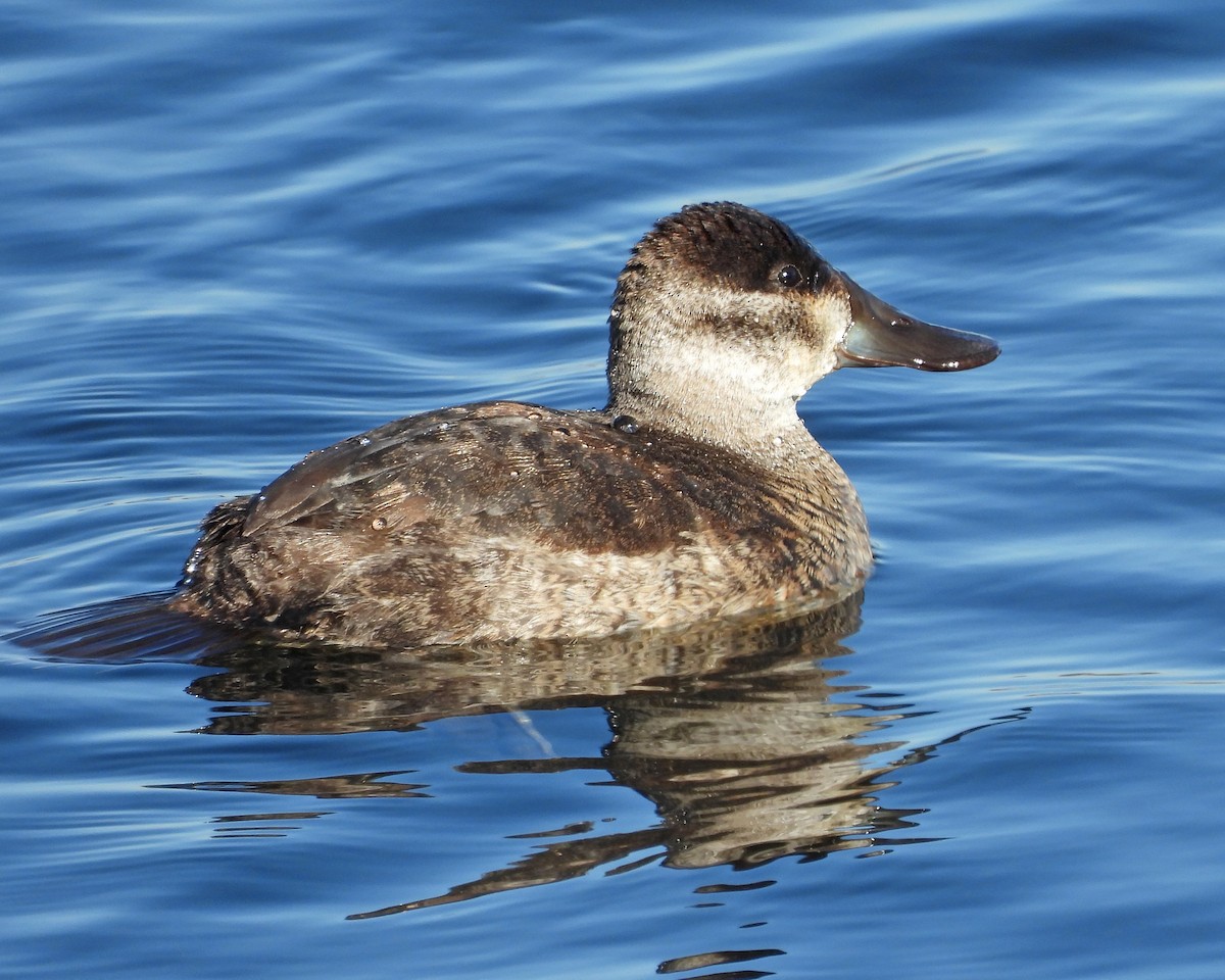 Ruddy Duck - ML646670240