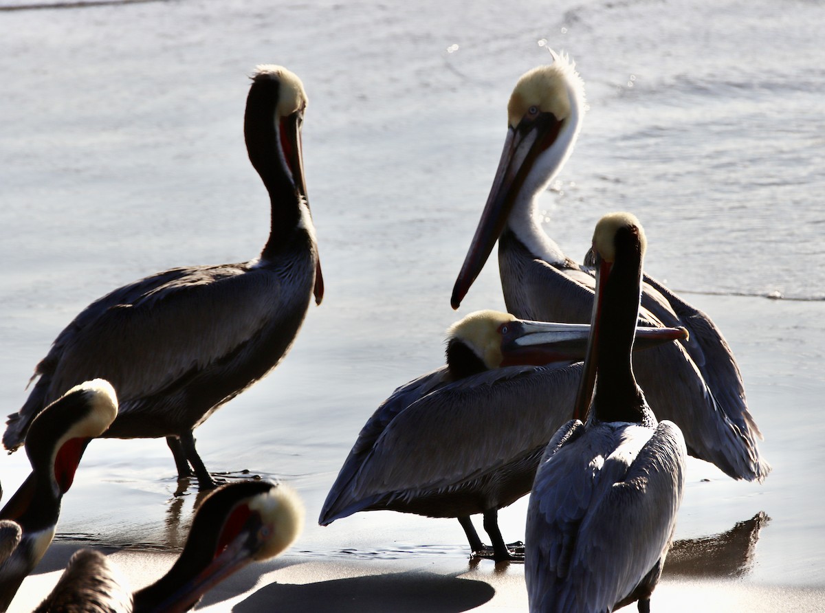 שקנאי חום - ML646670241