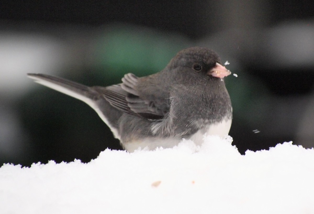 יונקו כהה-עין - ML646670243