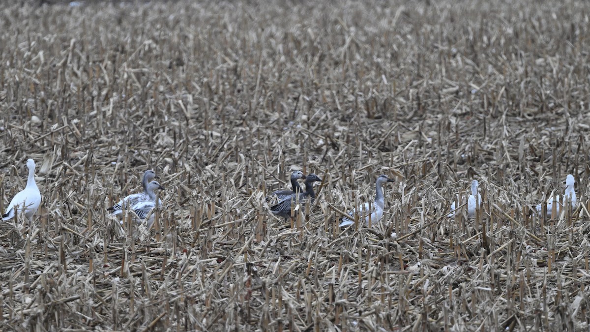 אווז שלג - ML646670245