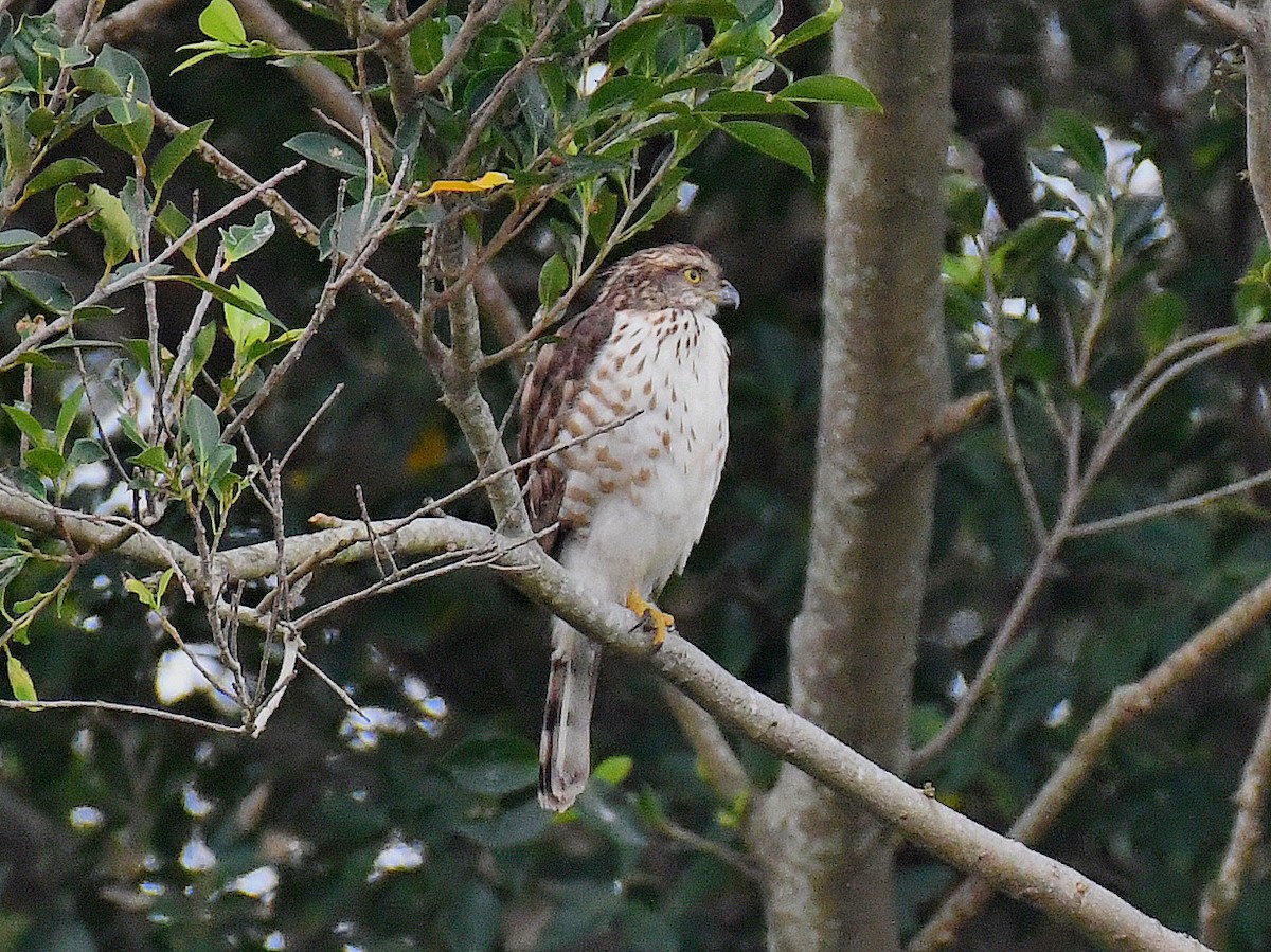 Crested Goshawk - ML646670247