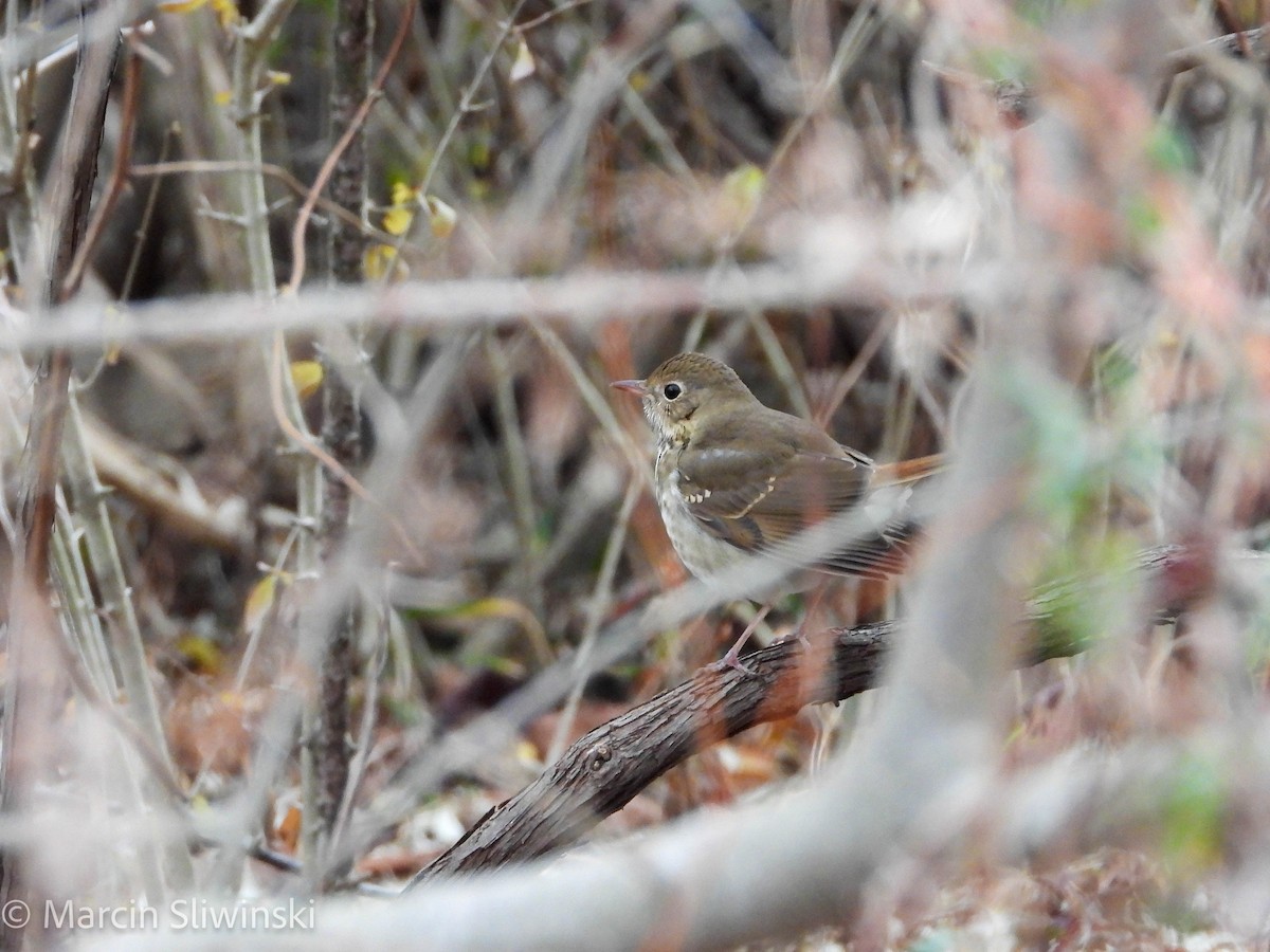 קיכלי חלוד-זנב - ML646670249