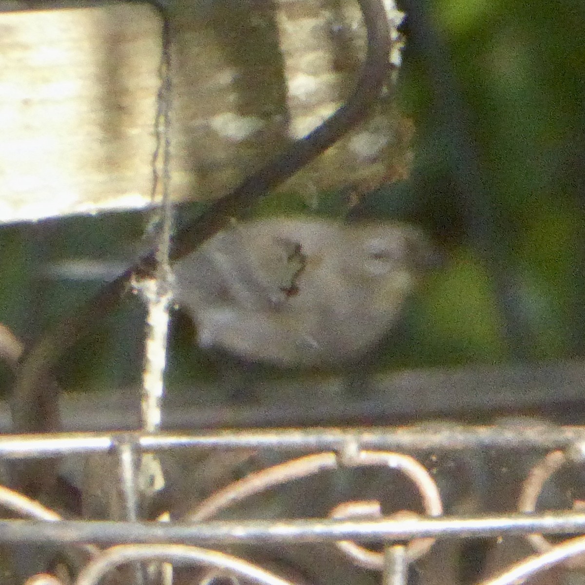 Golden-crowned Sparrow - ML646670251