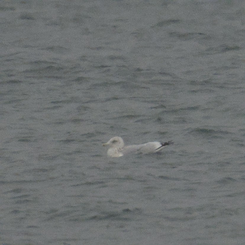 שחף עקוד-מקור - ML646670252