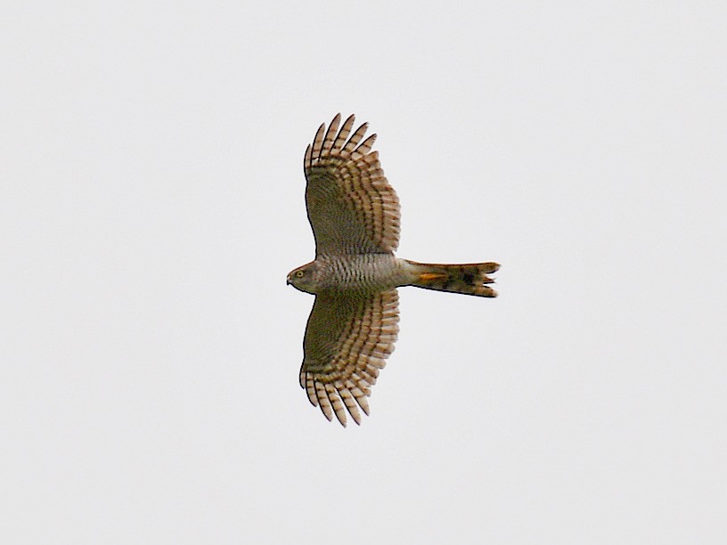 נץ מצוי - ML646670254