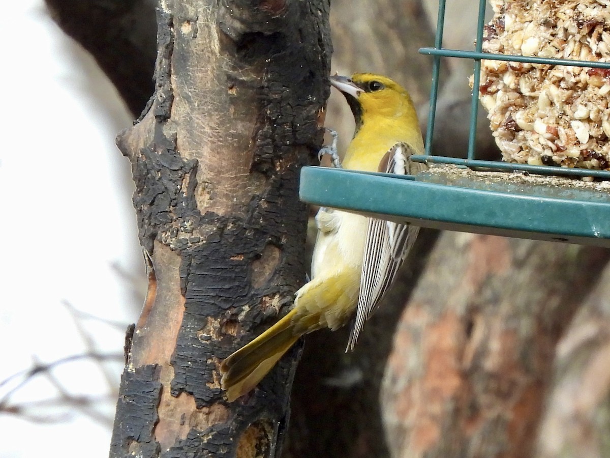 Bullock's Oriole - ML646670256