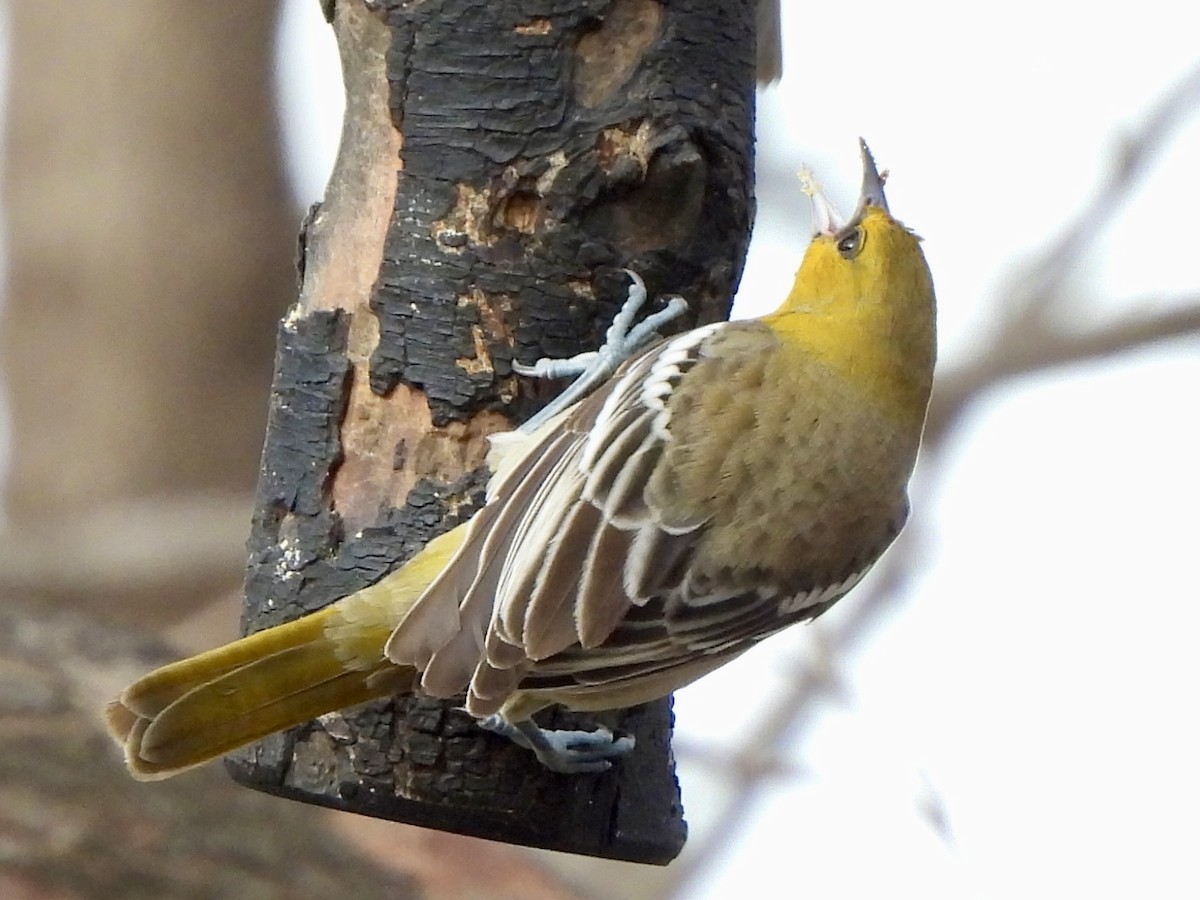 Bullock's Oriole - ML646670257