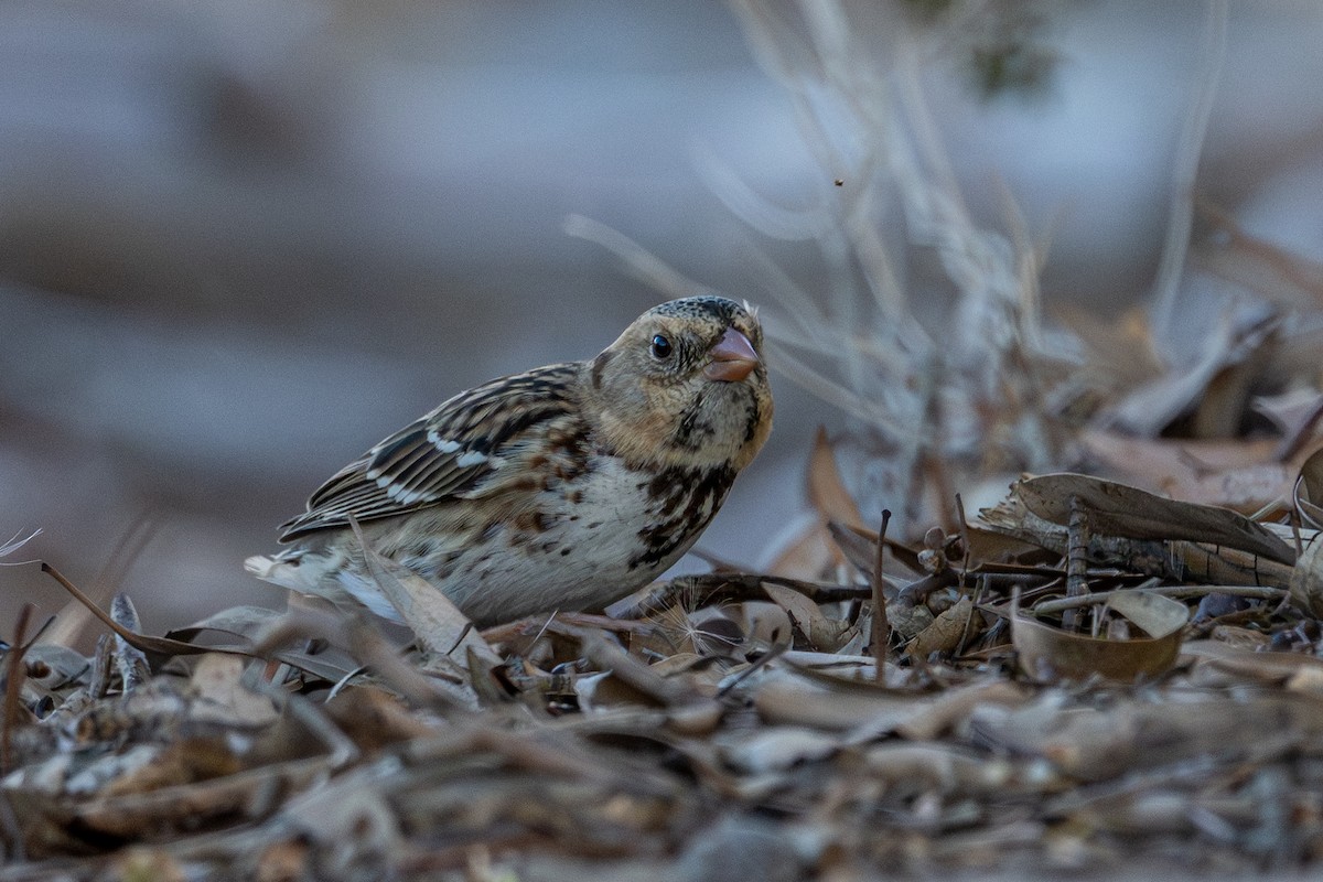 Harris's Sparrow - ML646670258