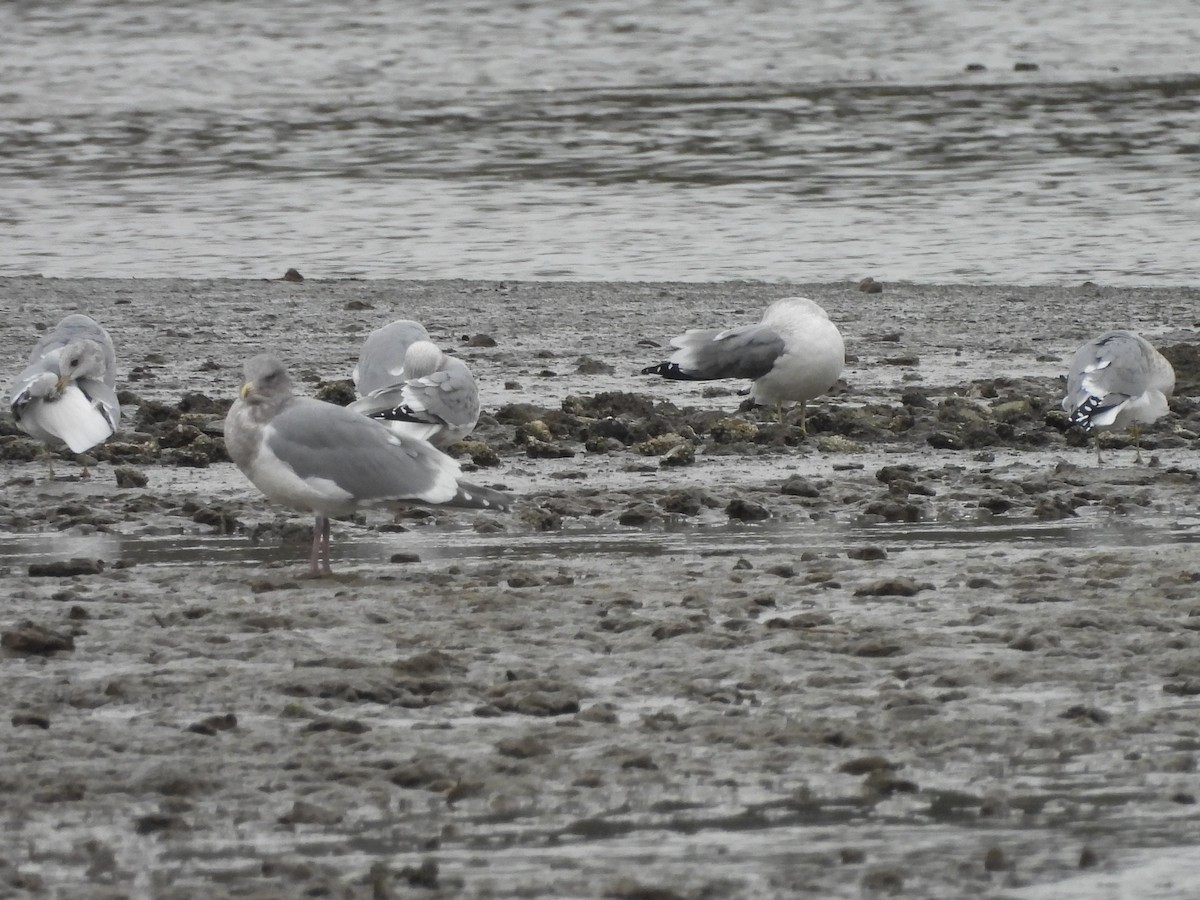 Western x Glaucous-winged Gull (hybrid) - ML646670259