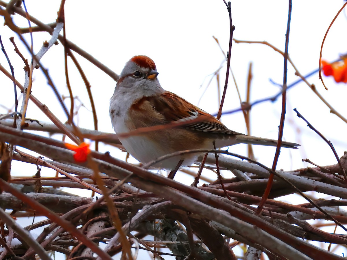 American Tree Sparrow - ML646670266