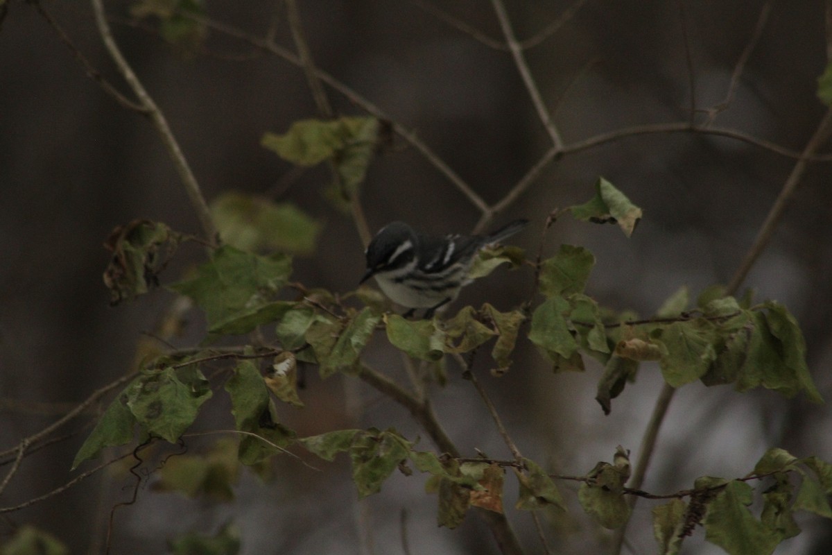 Black-throated Gray Warbler - ML646670267