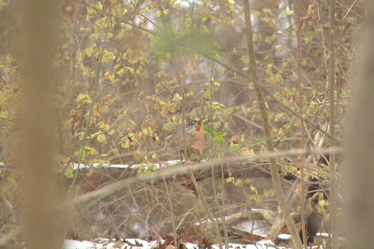 Black-throated Gray Warbler - ML646670269