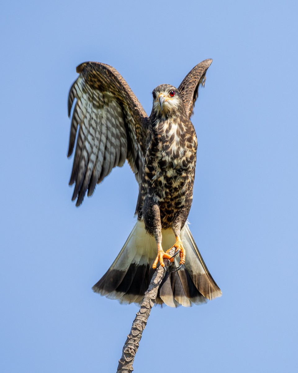 タニシトビ - ML646670270