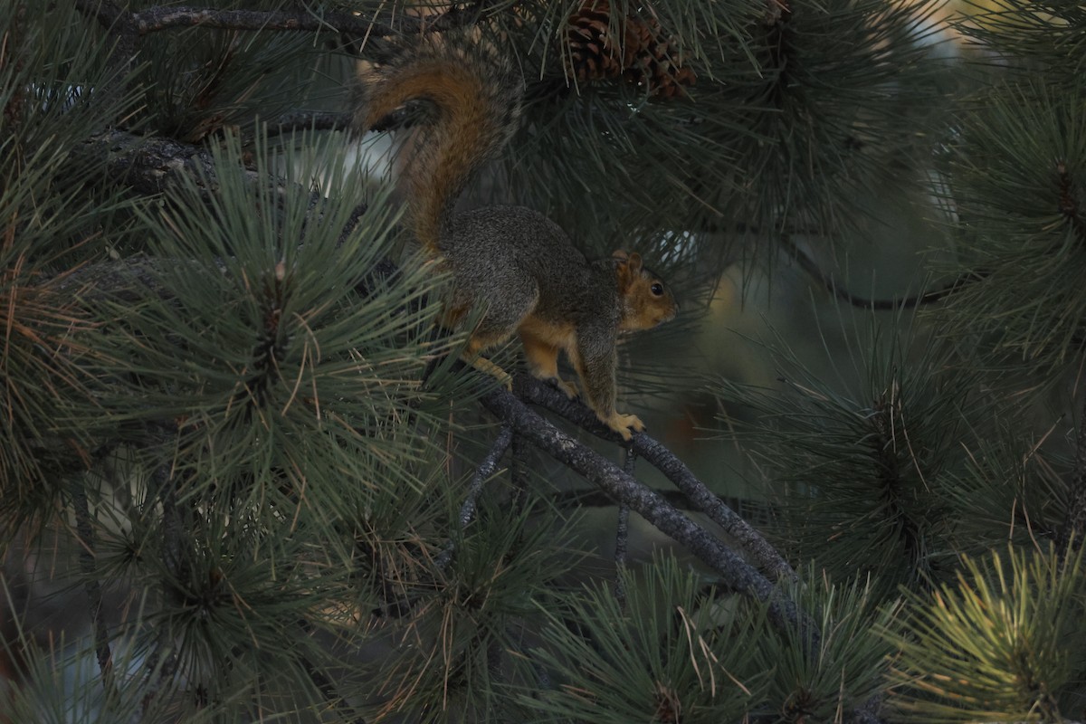 Eastern Fox Squirrel - ML646670271
