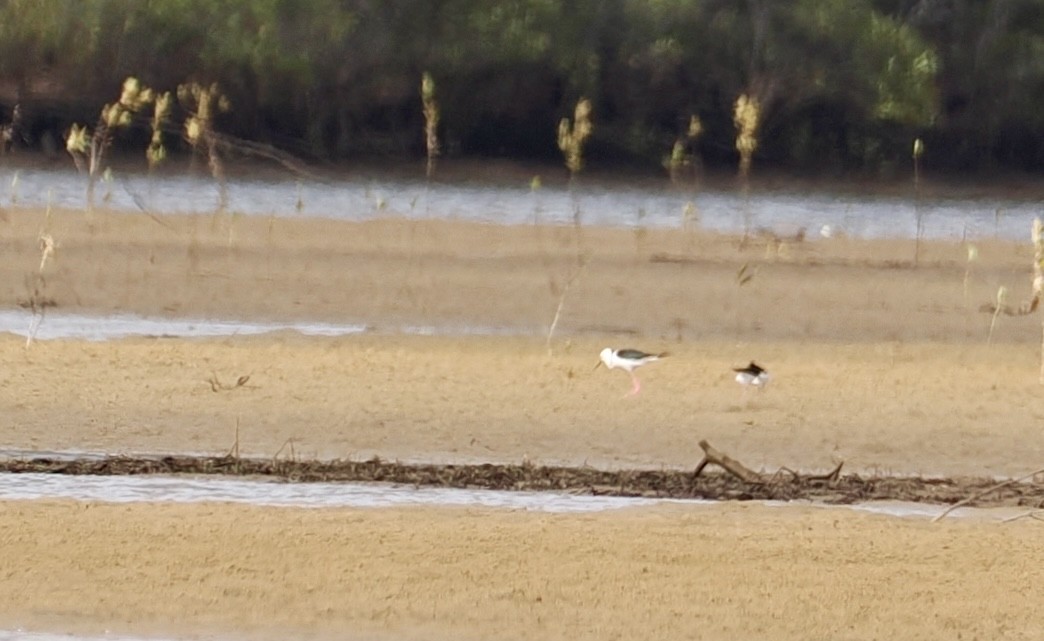 Кулик-довгоніг строкатий - ML646670273