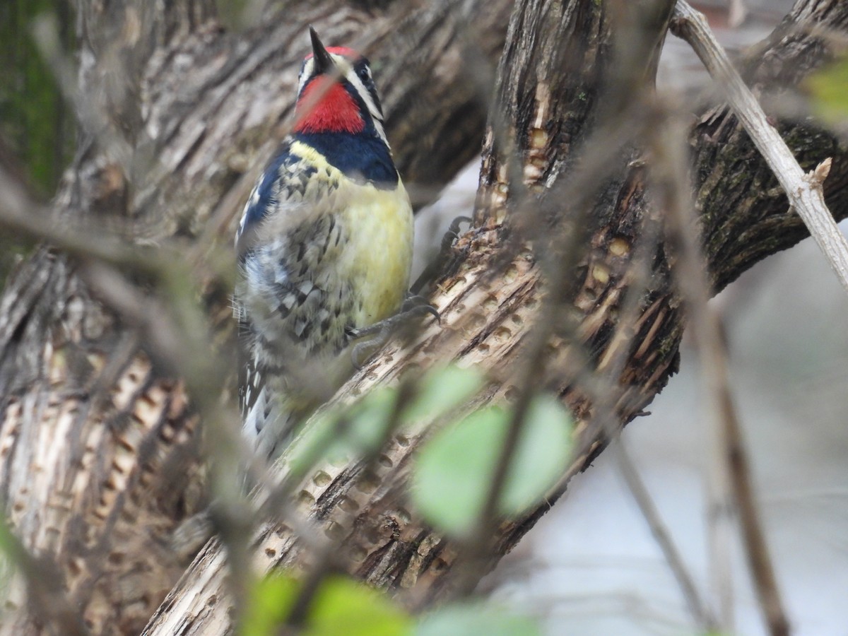 Yellow-bellied Sapsucker - ML646670274