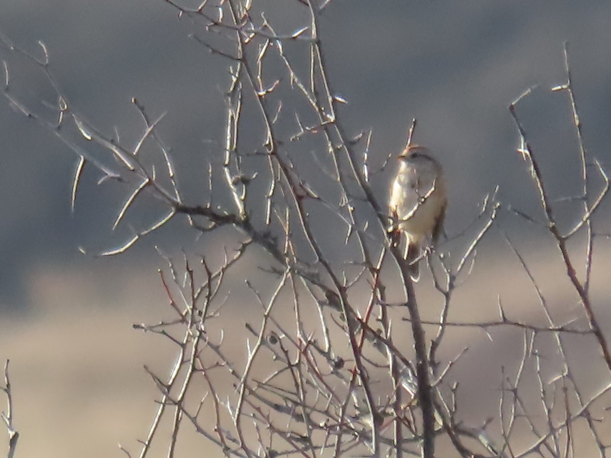 ムナフヒメドリ - ML646670275