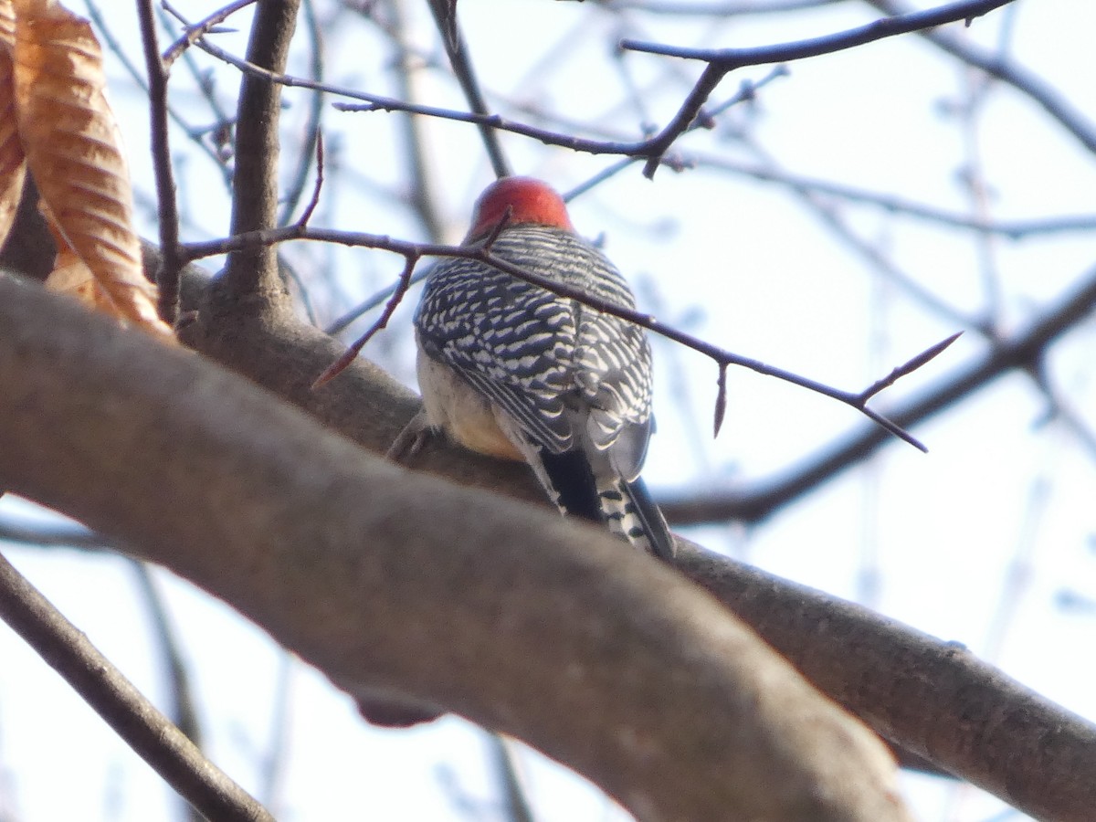Red-bellied Woodpecker - ML646670276