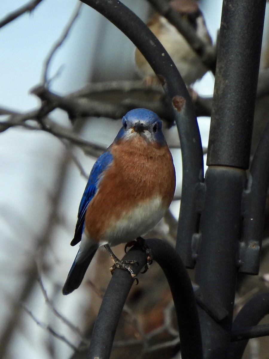 Блакитник східний - ML646670277