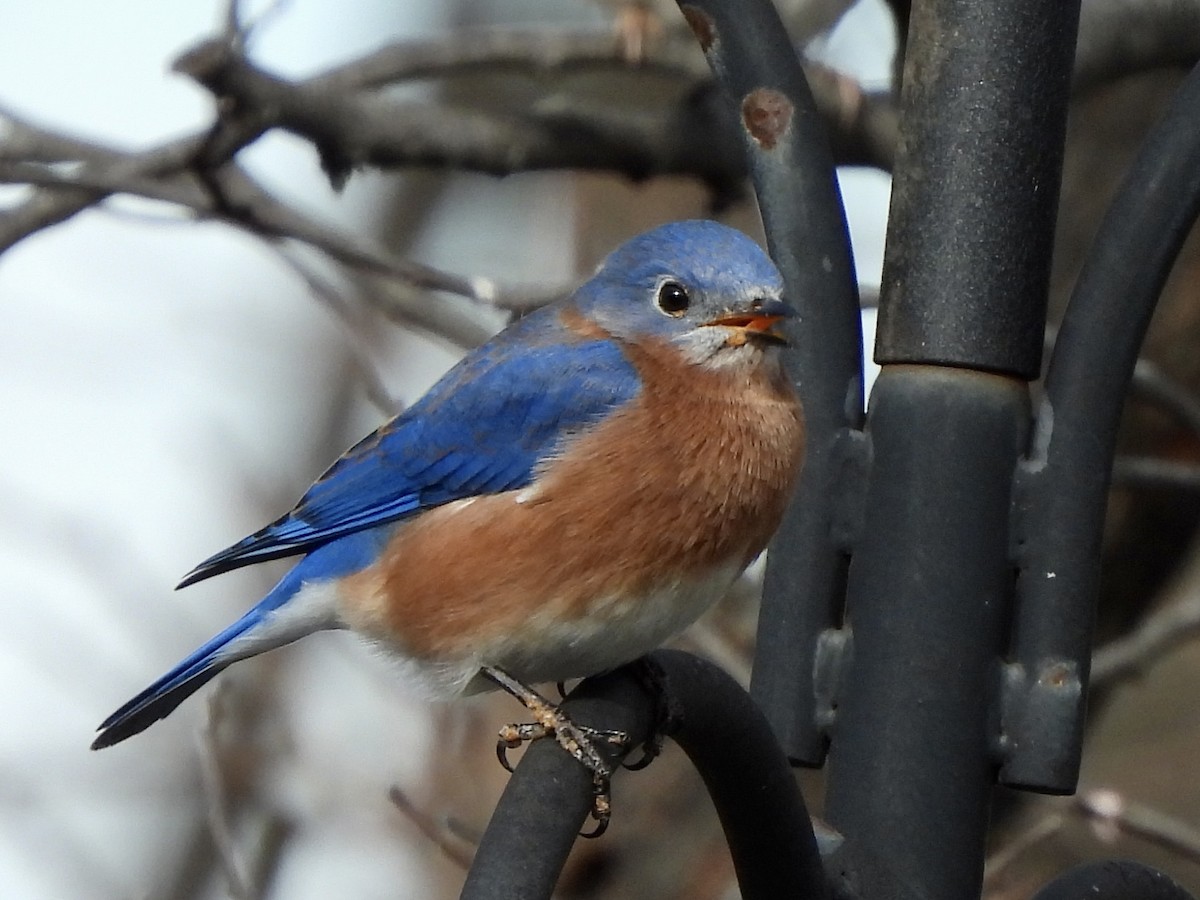 Блакитник східний - ML646670278