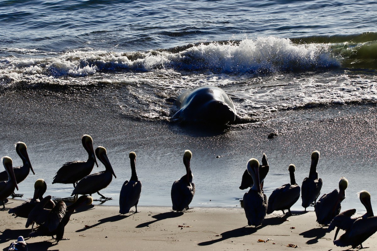 Elefantes marinos - ML646670280