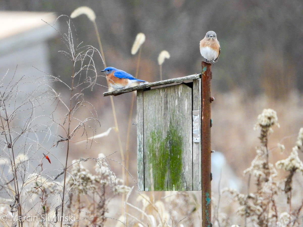 Блакитник східний - ML646670281