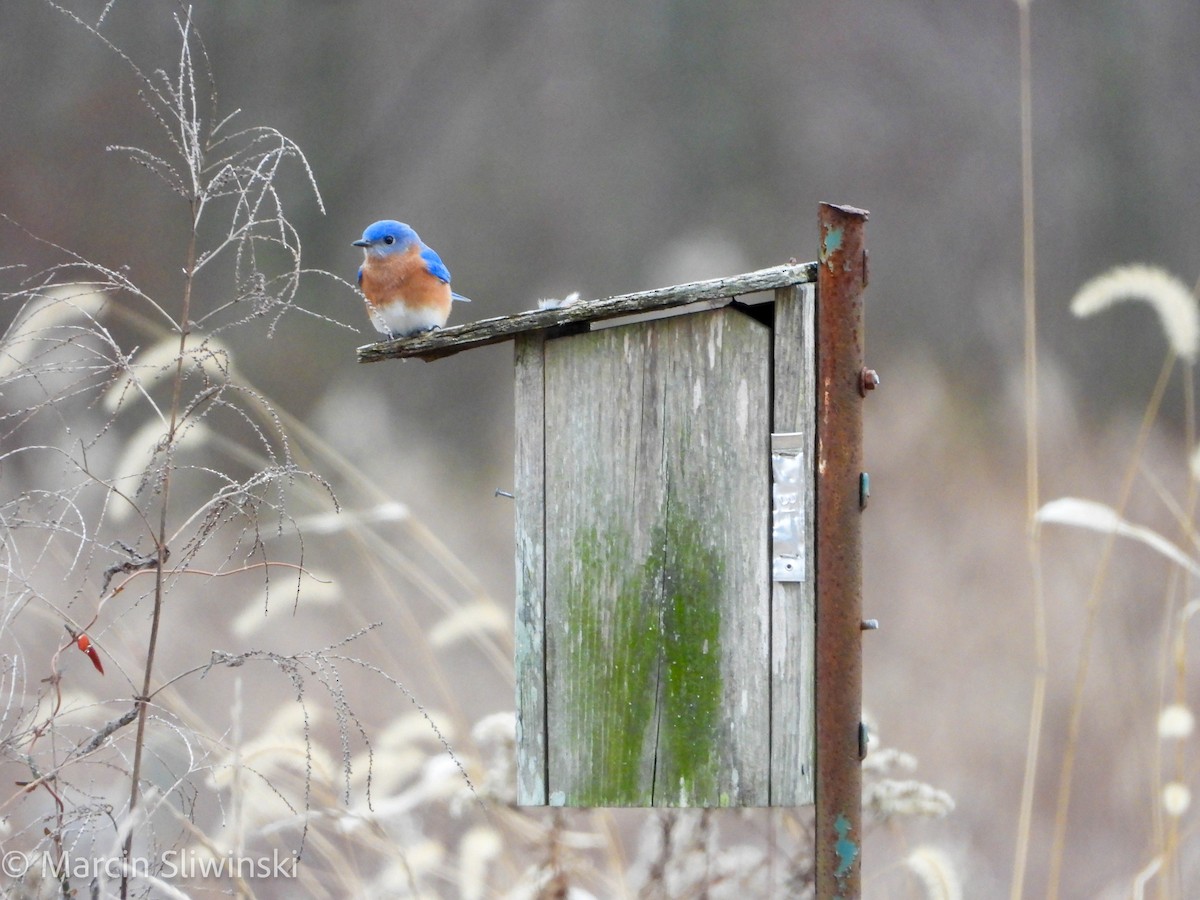 Блакитник східний - ML646670282