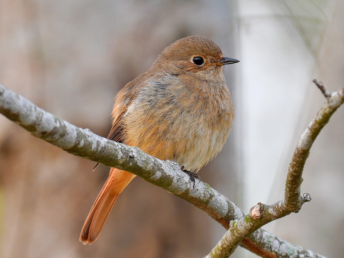 חכלילית סיבירית - ML646670283