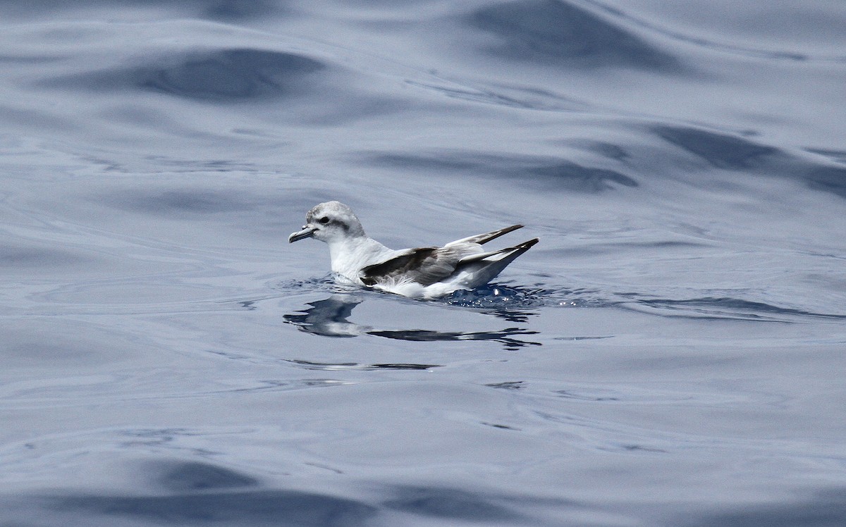 Fairy Prion - ML646670285