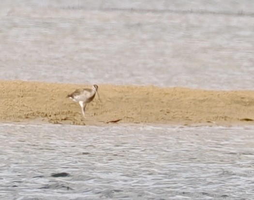 Кульон середній - ML646670287