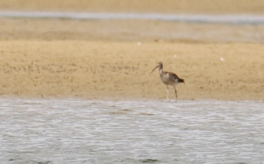 Кульон середній - ML646670288