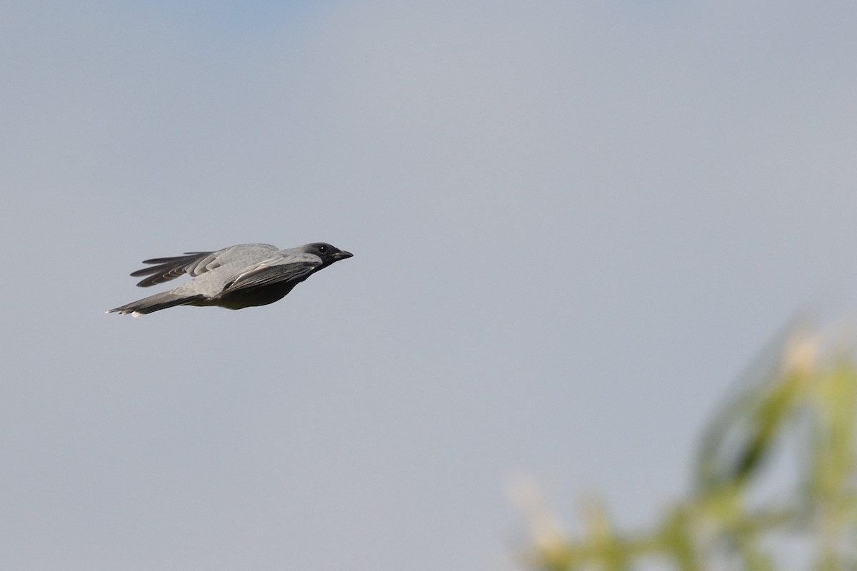 Oriental Cuckooshrike - ML646670293