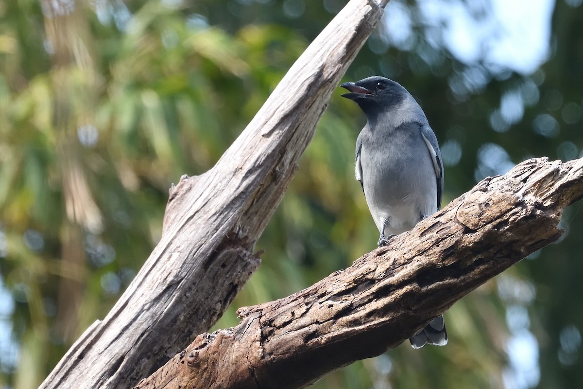 Oriental Cuckooshrike - ML646670295