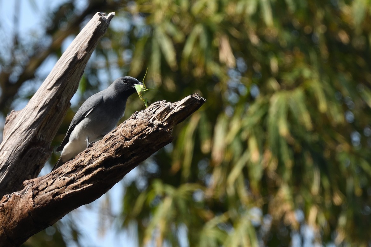 Oriental Cuckooshrike - ML646670296