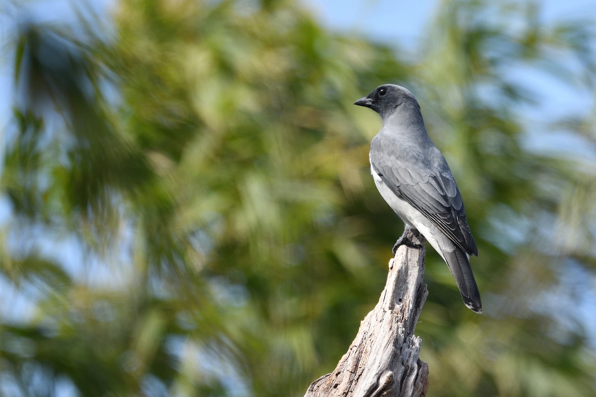 Oriental Cuckooshrike - ML646670297