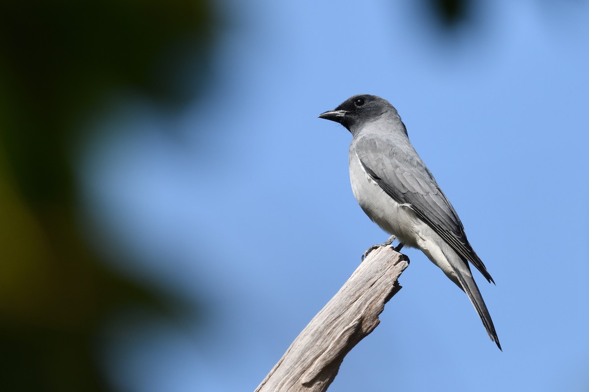 Oriental Cuckooshrike - ML646670298