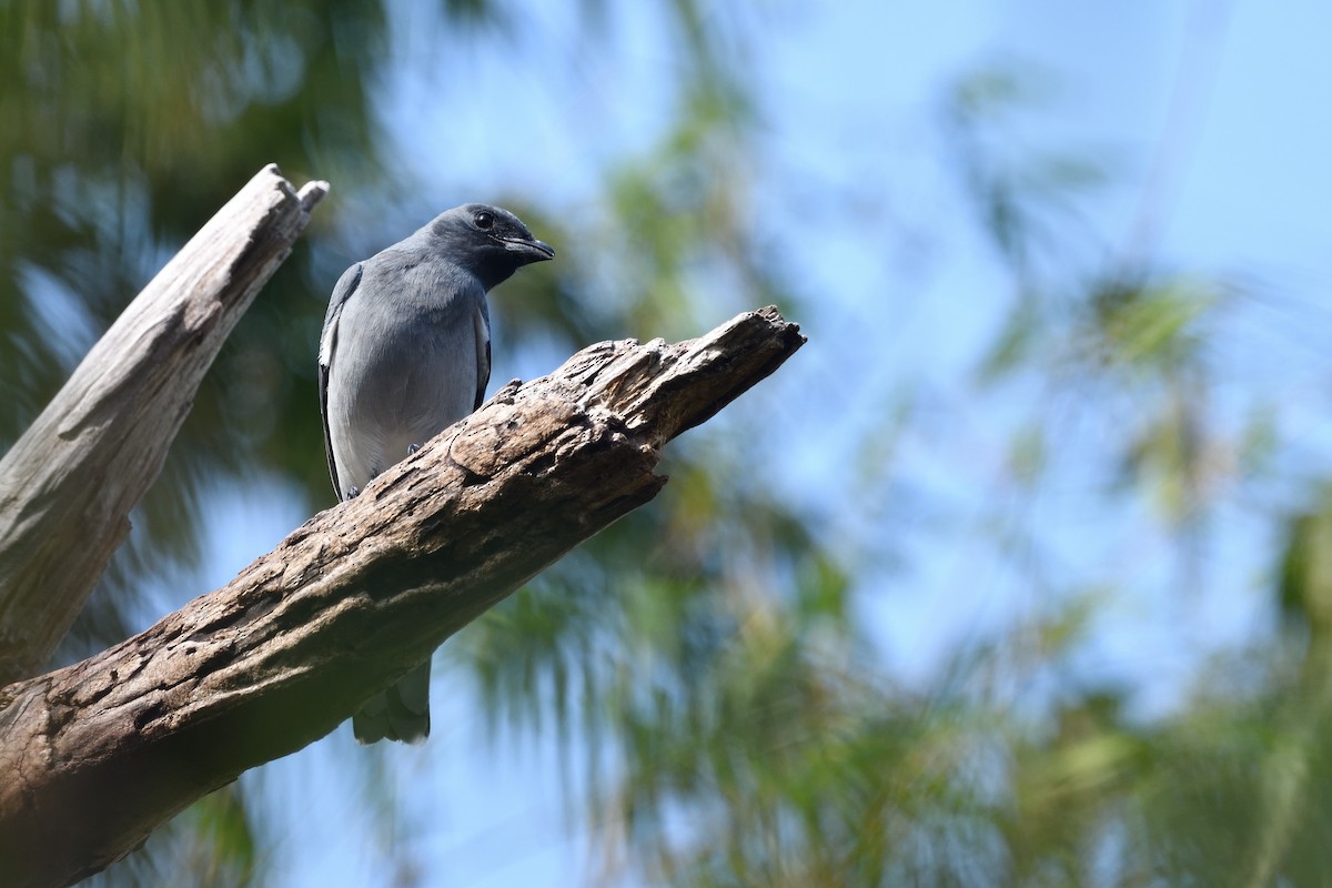 Oriental Cuckooshrike - ML646670299