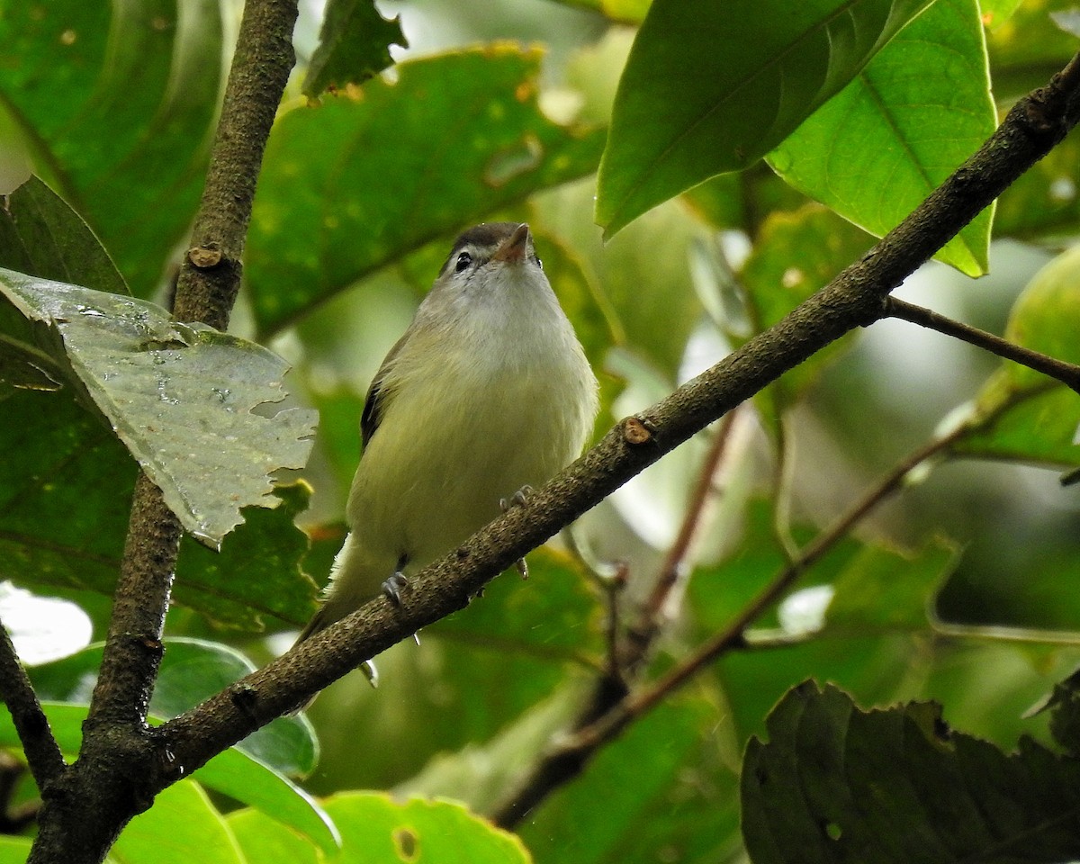 Brown-capped Vireo - ML646670304
