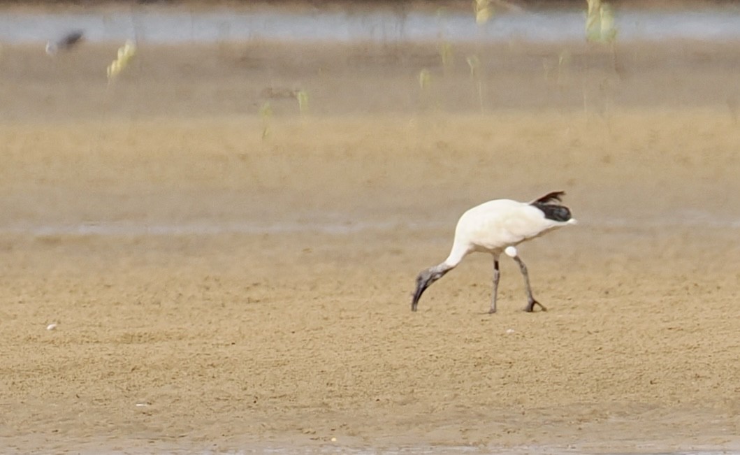 Ібіс молуцький - ML646670305