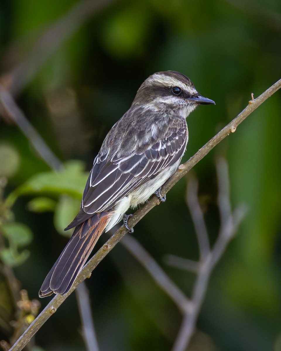 キカムリタイランチョウ - ML646670306