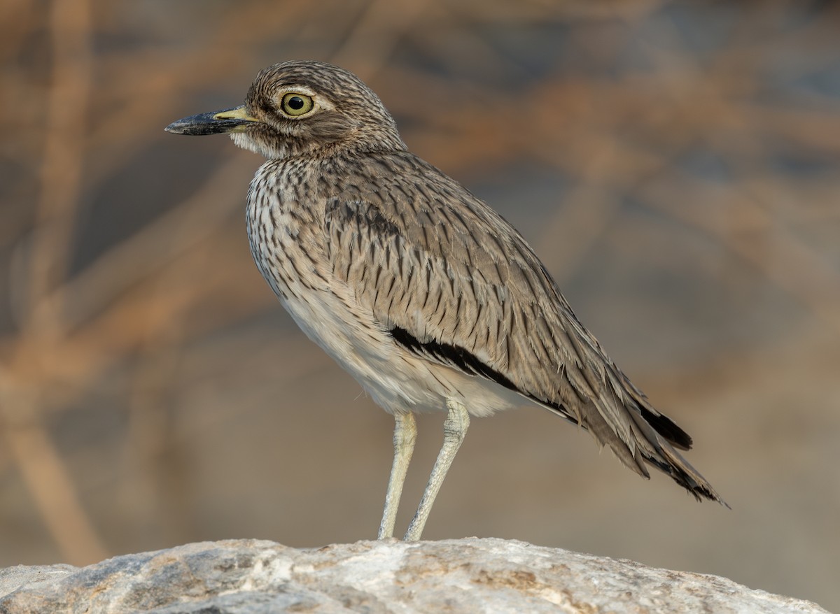 Лежень річковий - ML646670307