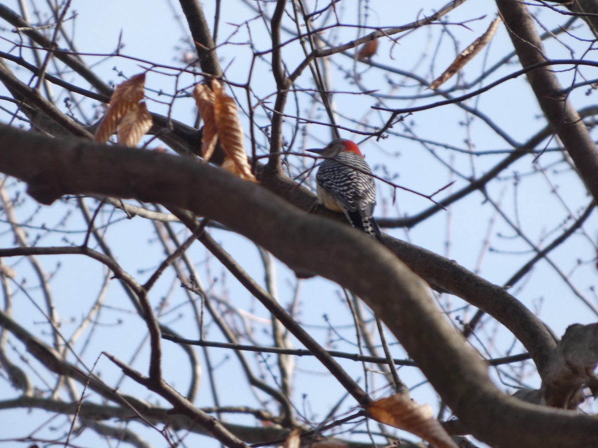 Red-bellied Woodpecker - ML646670312
