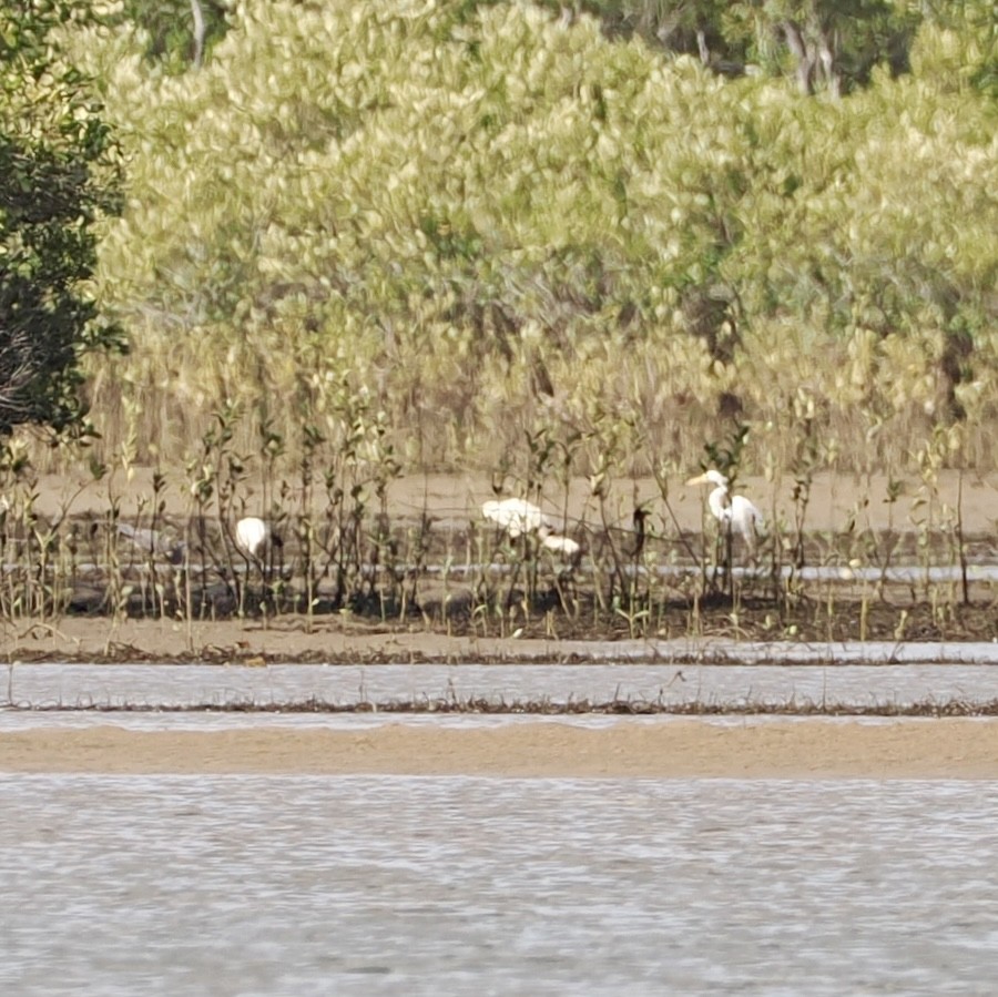 Косар королівський - ML646670315
